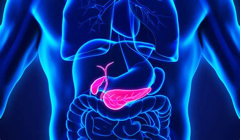 gallbladder traduzione